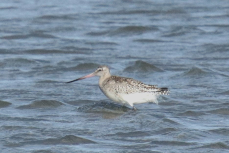 Bar-tailed Godwit - ML609212027