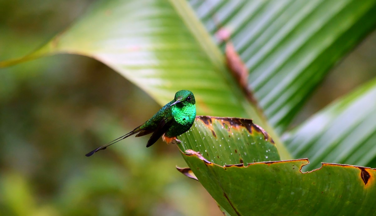 Rufous-booted Racket-tail (Anna's) - ML609212040