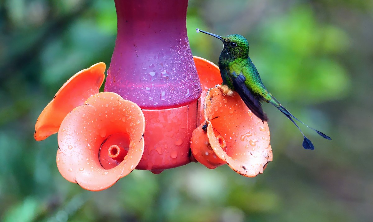 Rufous-booted Racket-tail (Anna's) - ML609212043