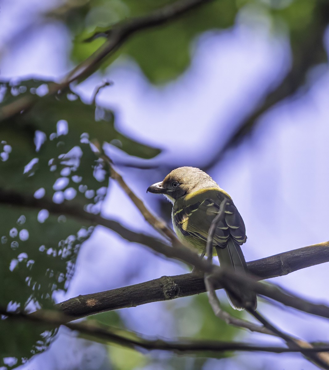 Lagden's Bushshrike - ML609212098