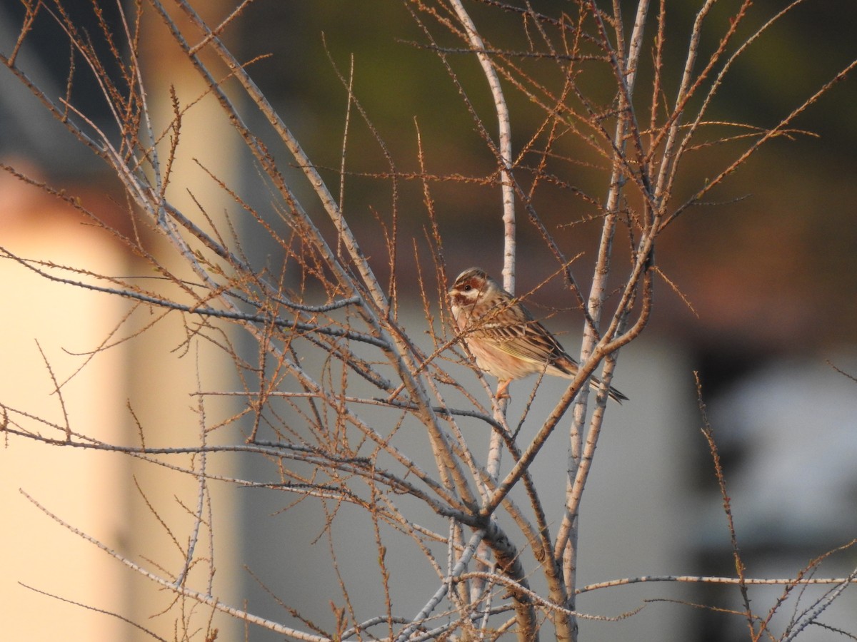 Yellowhammer x Pine Bunting (hybrid) - ML609212123