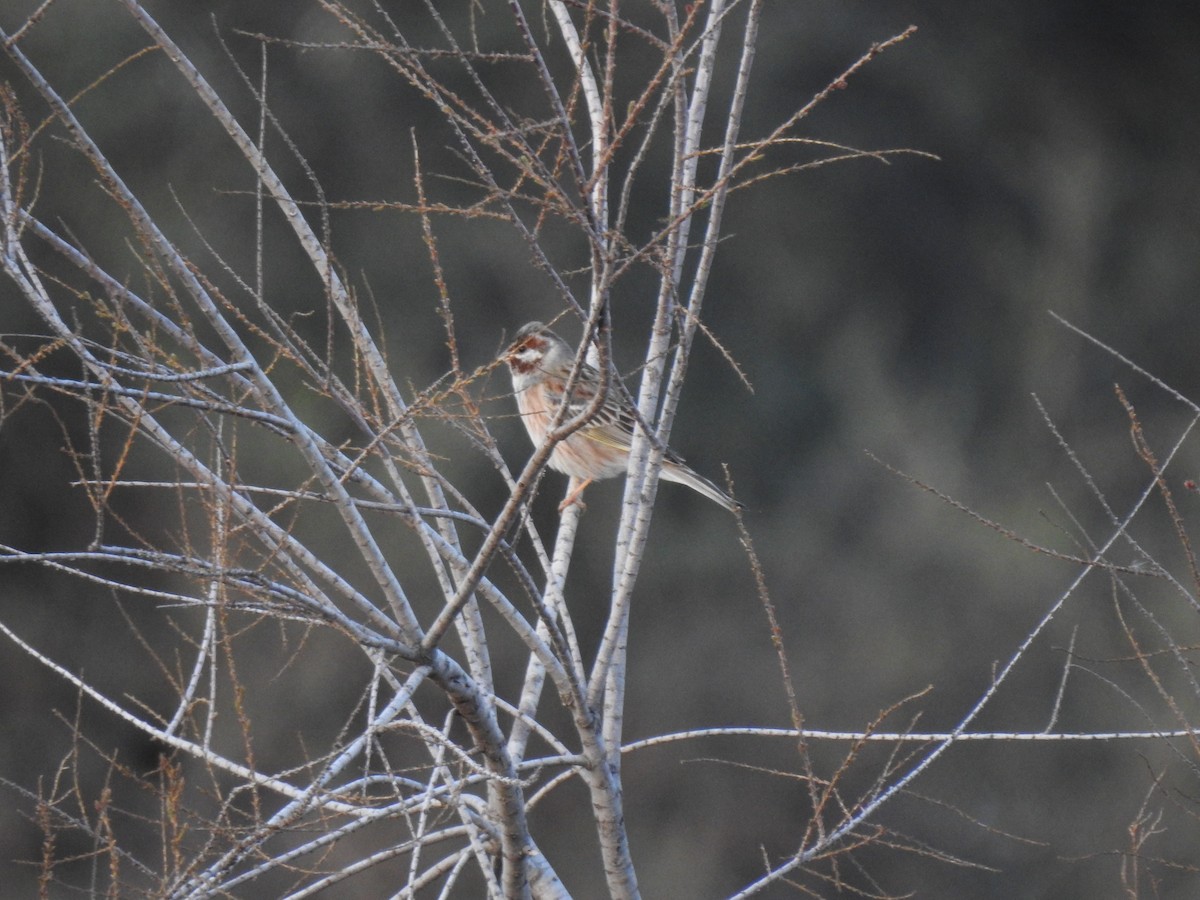 Yellowhammer x Pine Bunting (hybrid) - ML609212127