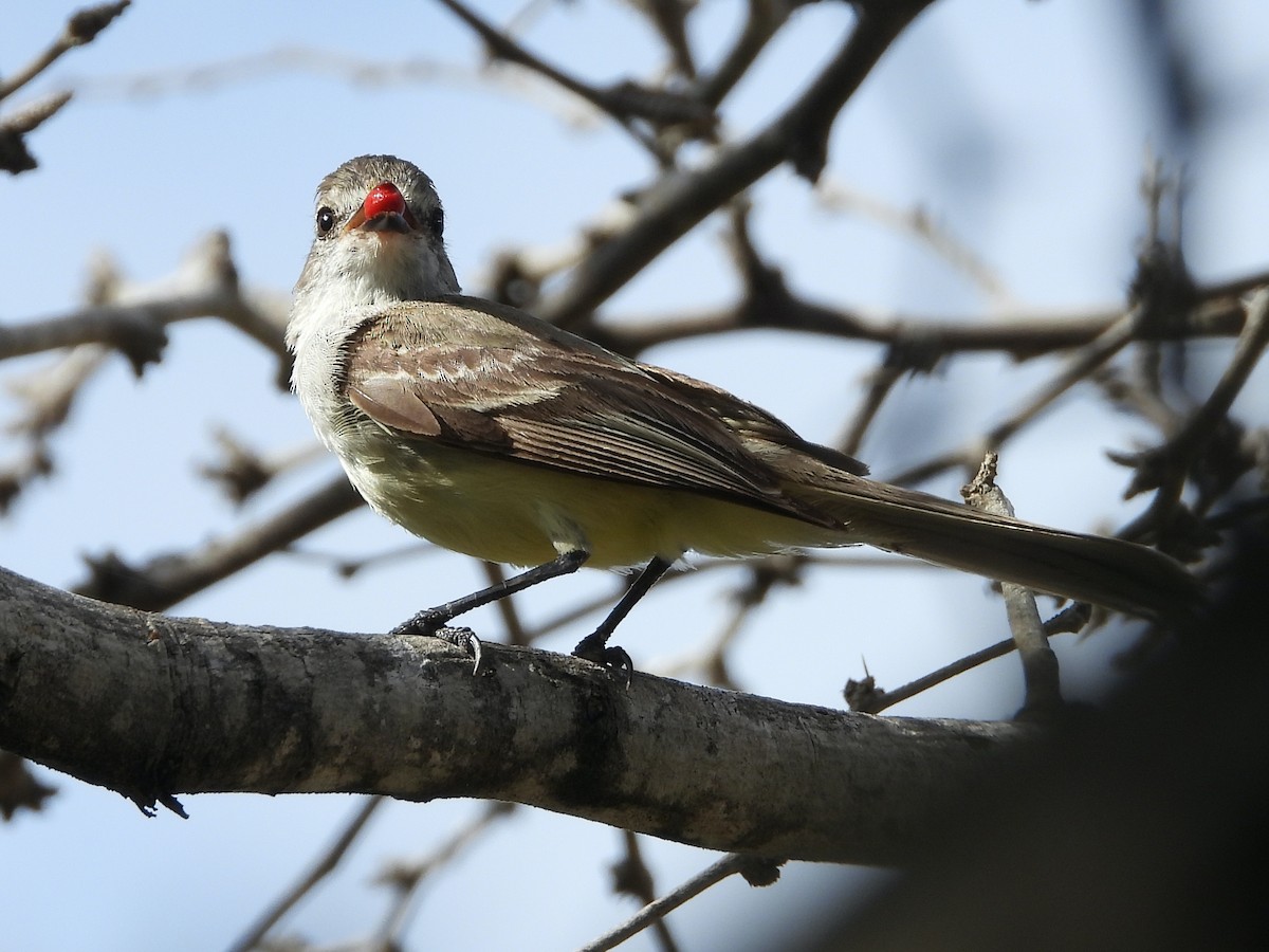 Northern Scrub-Flycatcher - ML609212130