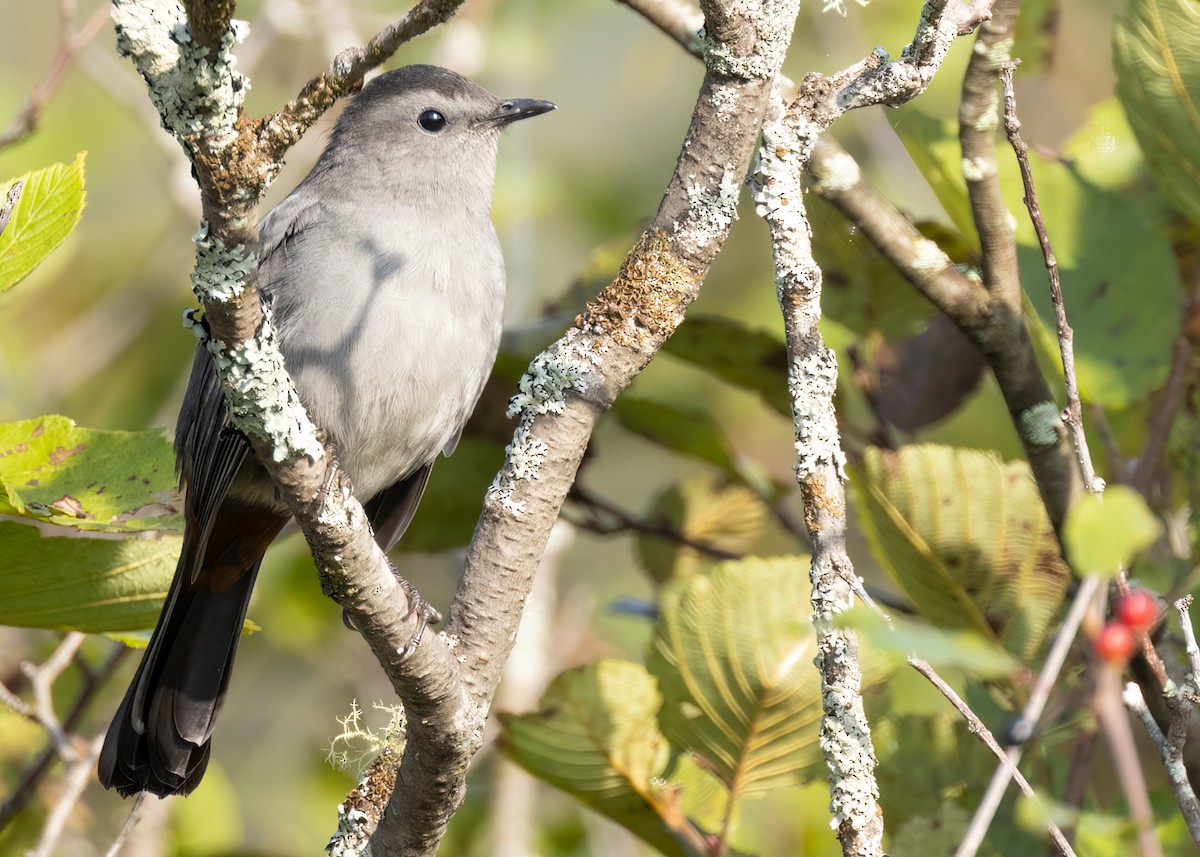 Gray Catbird - ML609212142