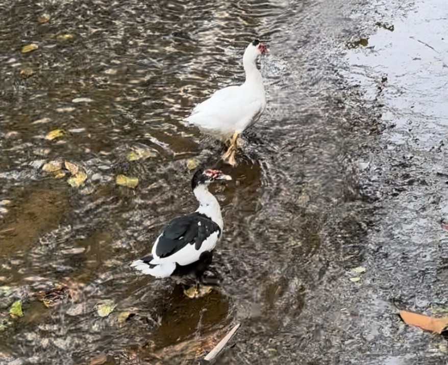 Muscovy Duck (Domestic type) - ML609212200