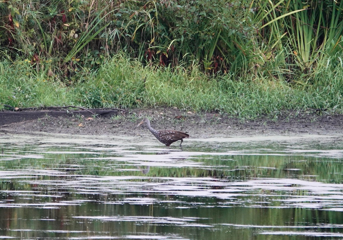 Limpkin - ML609212210
