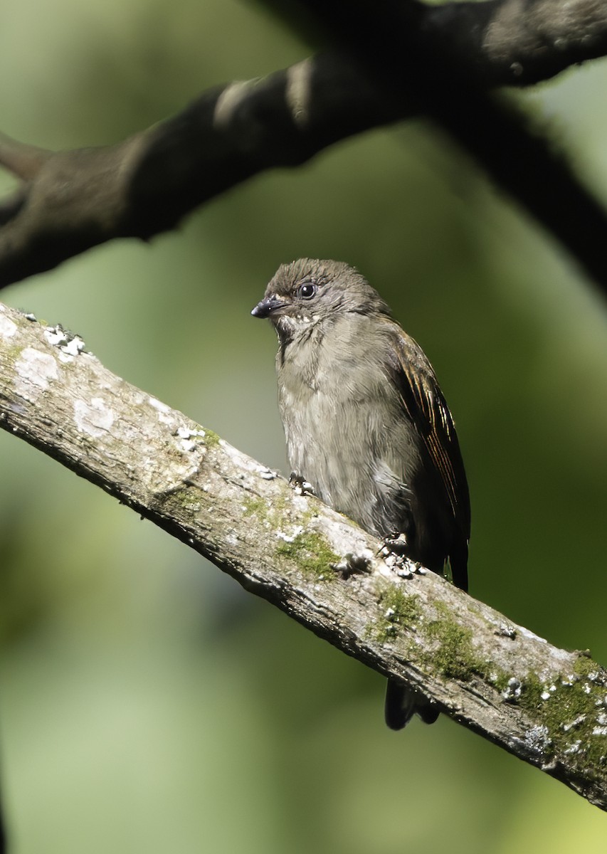 Dwarf Honeyguide - ML609212235