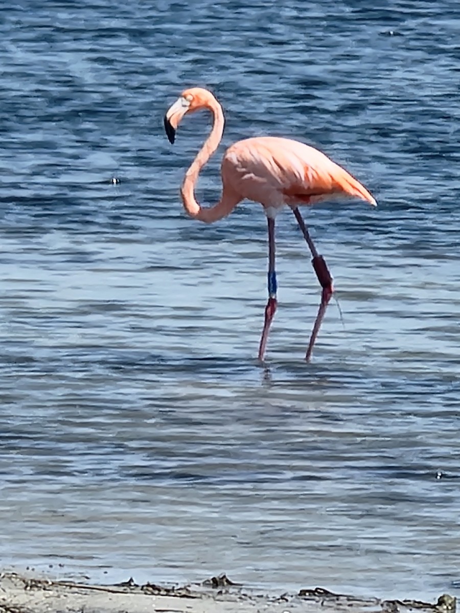 American Flamingo - ML609212355