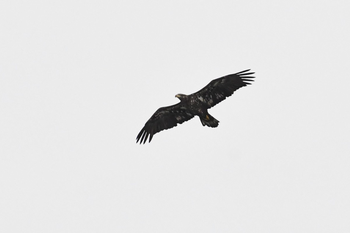 Bald Eagle - ML609212363