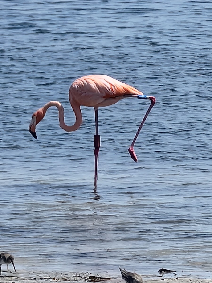 American Flamingo - ML609212391