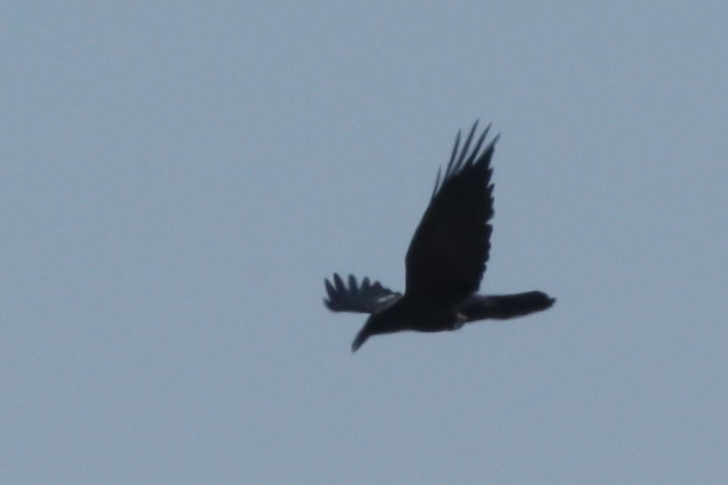 Common Raven - ML609212431