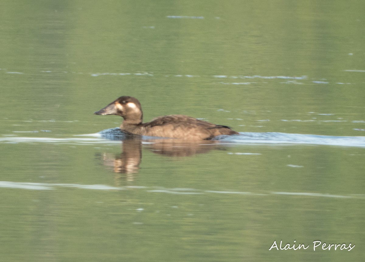 Surf Scoter - ML609212447