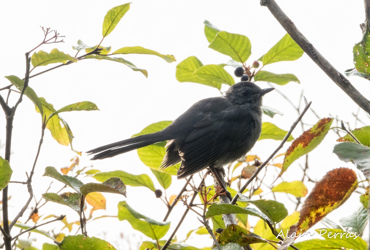 Gray Catbird - Alain Perras