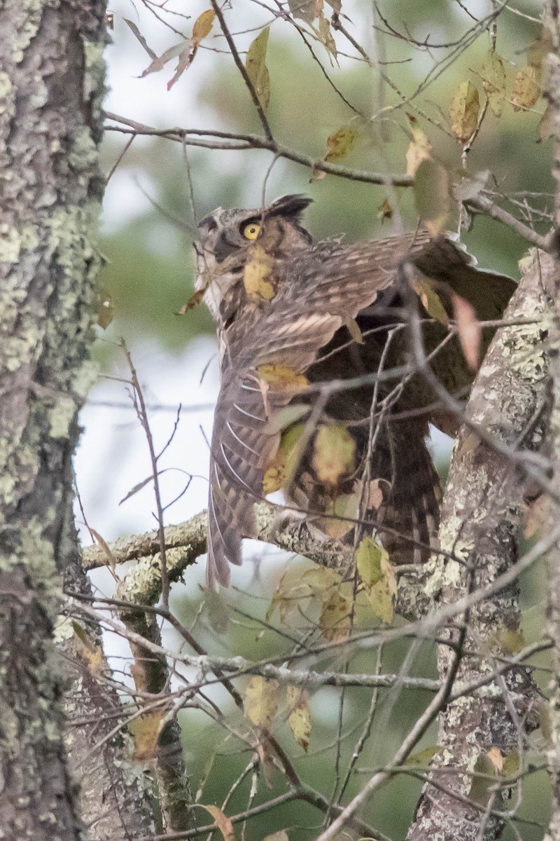 Great Horned Owl - ML609212506