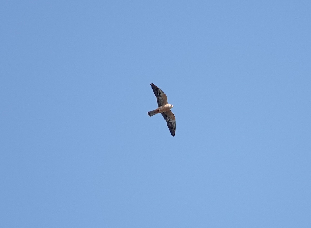 Red-footed Falcon - ML609212507