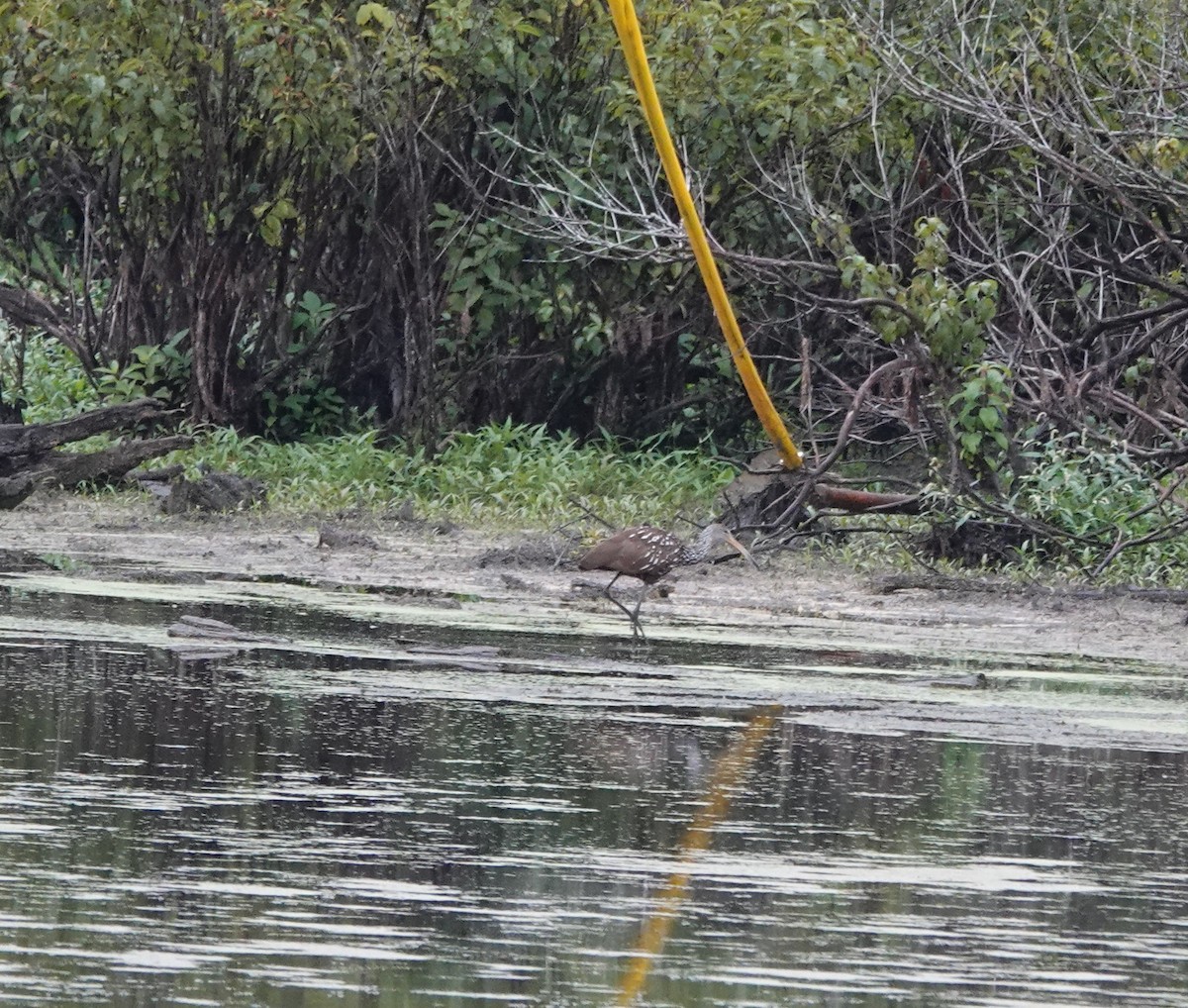 Limpkin - ML609212557