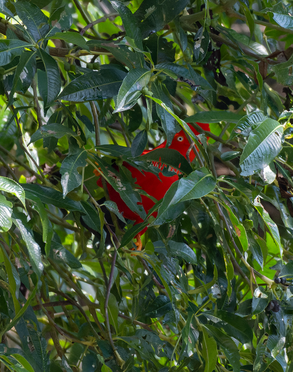 Andean Cock-of-the-rock - ML609212580