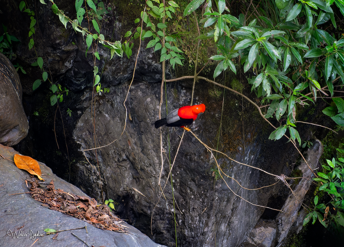 Andean Cock-of-the-rock - ML609212581