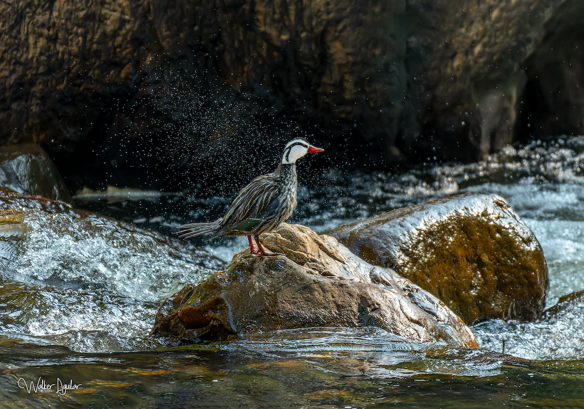 Torrent Duck - ML609212591