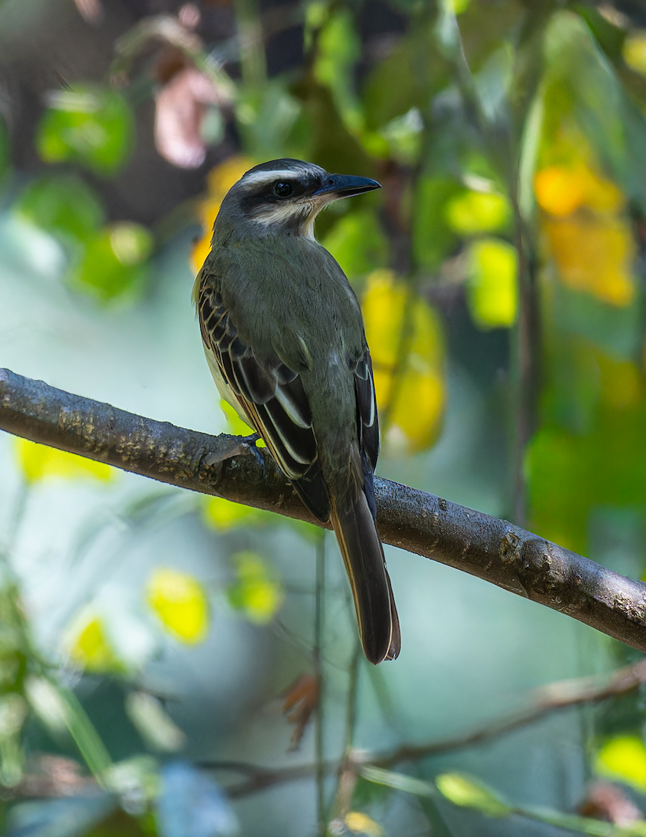 Streaked Flycatcher - ML609212629