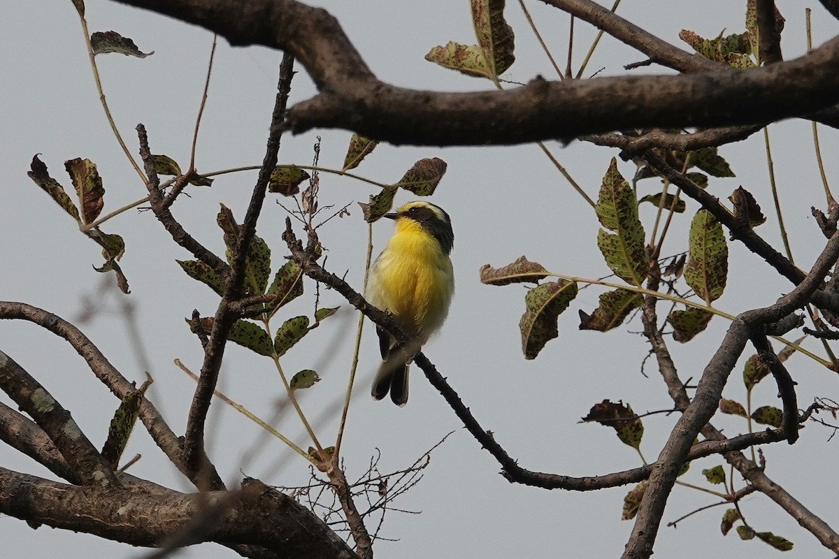 Tumbes Tyrannulet - ML609212630