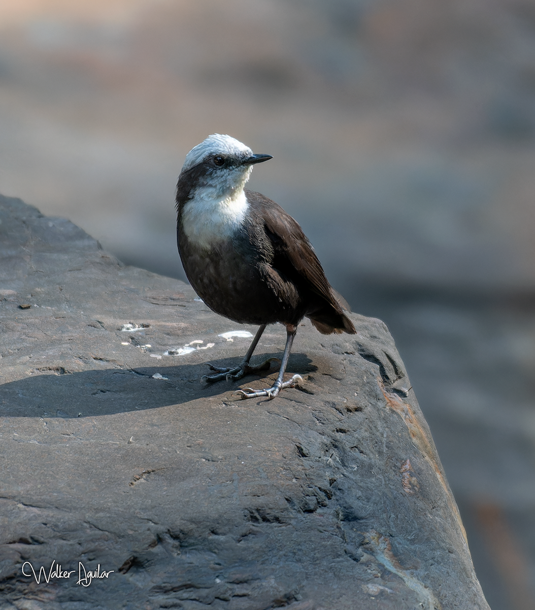 White-capped Dipper - ML609212665