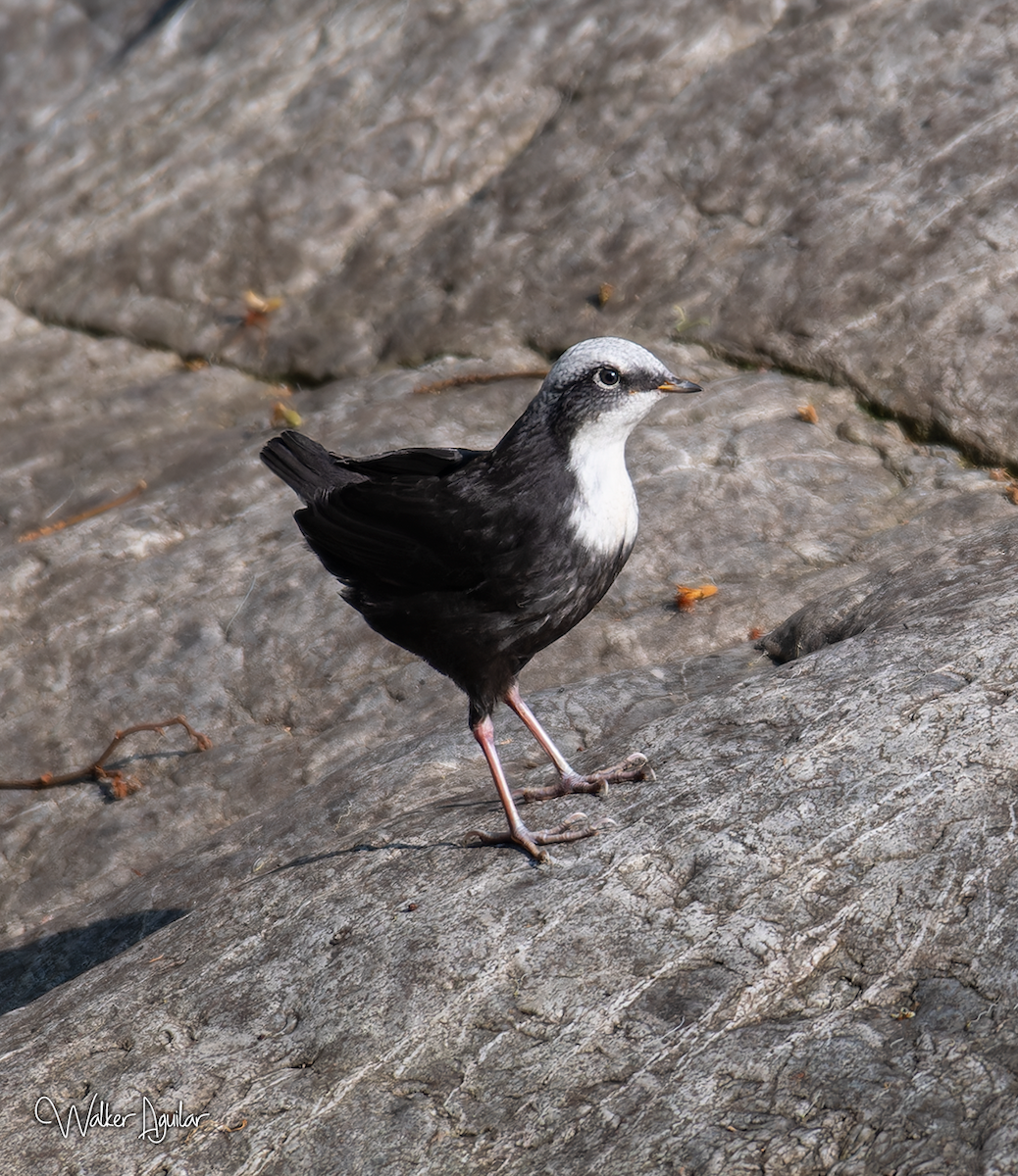 White-capped Dipper - ML609212666