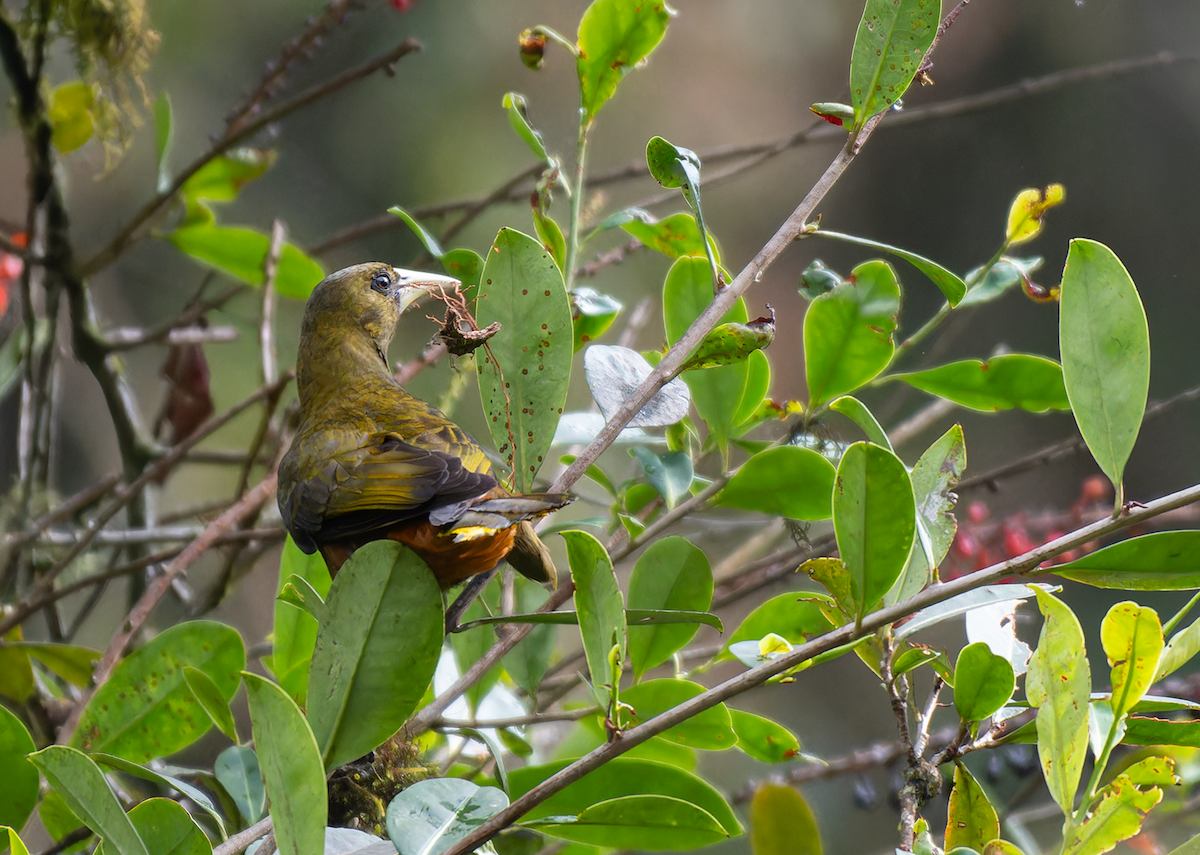 Russet-backed Oropendola - ML609212711