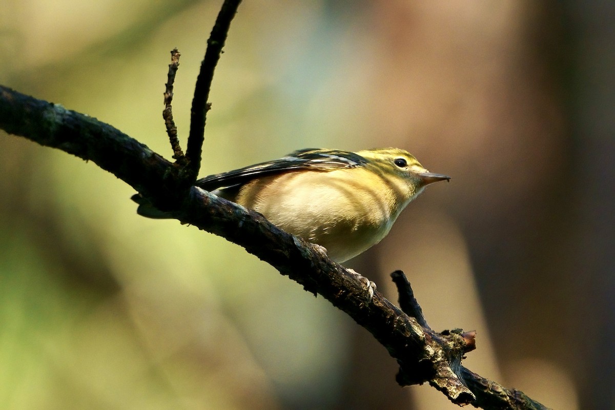 Bay-breasted Warbler - Mitchell Dart