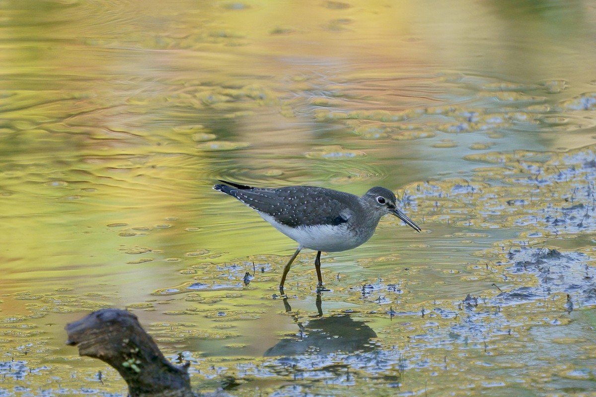 Solitary Sandpiper - ML609212747