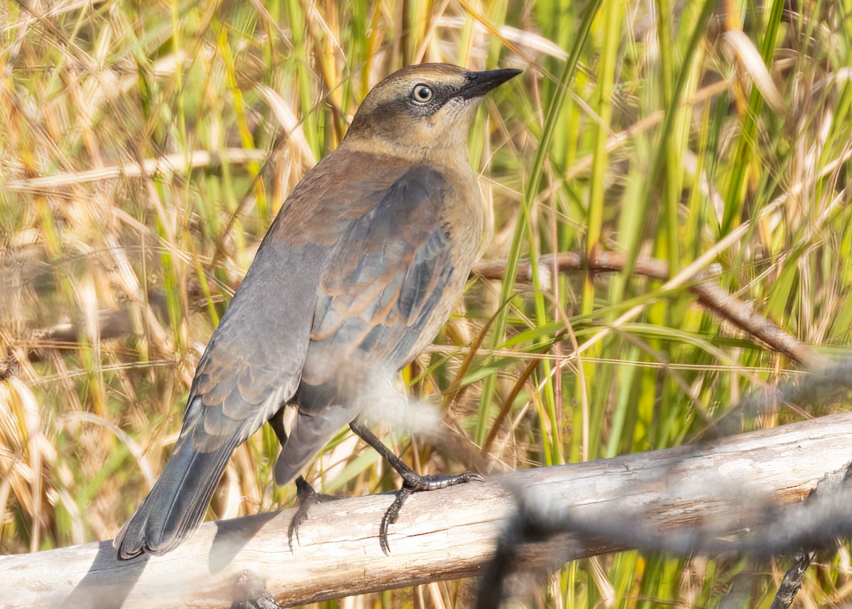 Rusty Blackbird - ML609212798