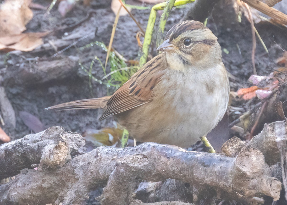 Swamp Sparrow - ML609212806