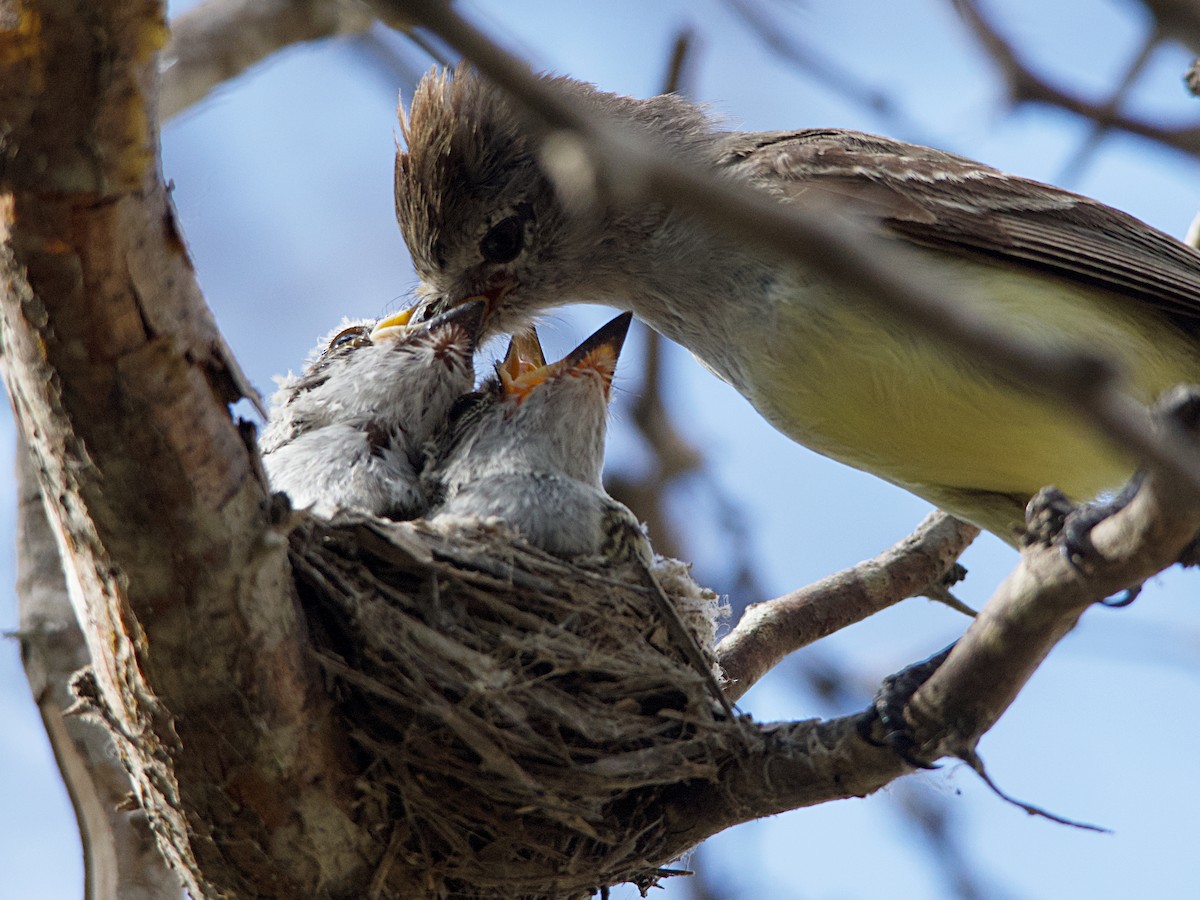 Northern Scrub-Flycatcher - Michael Tromp