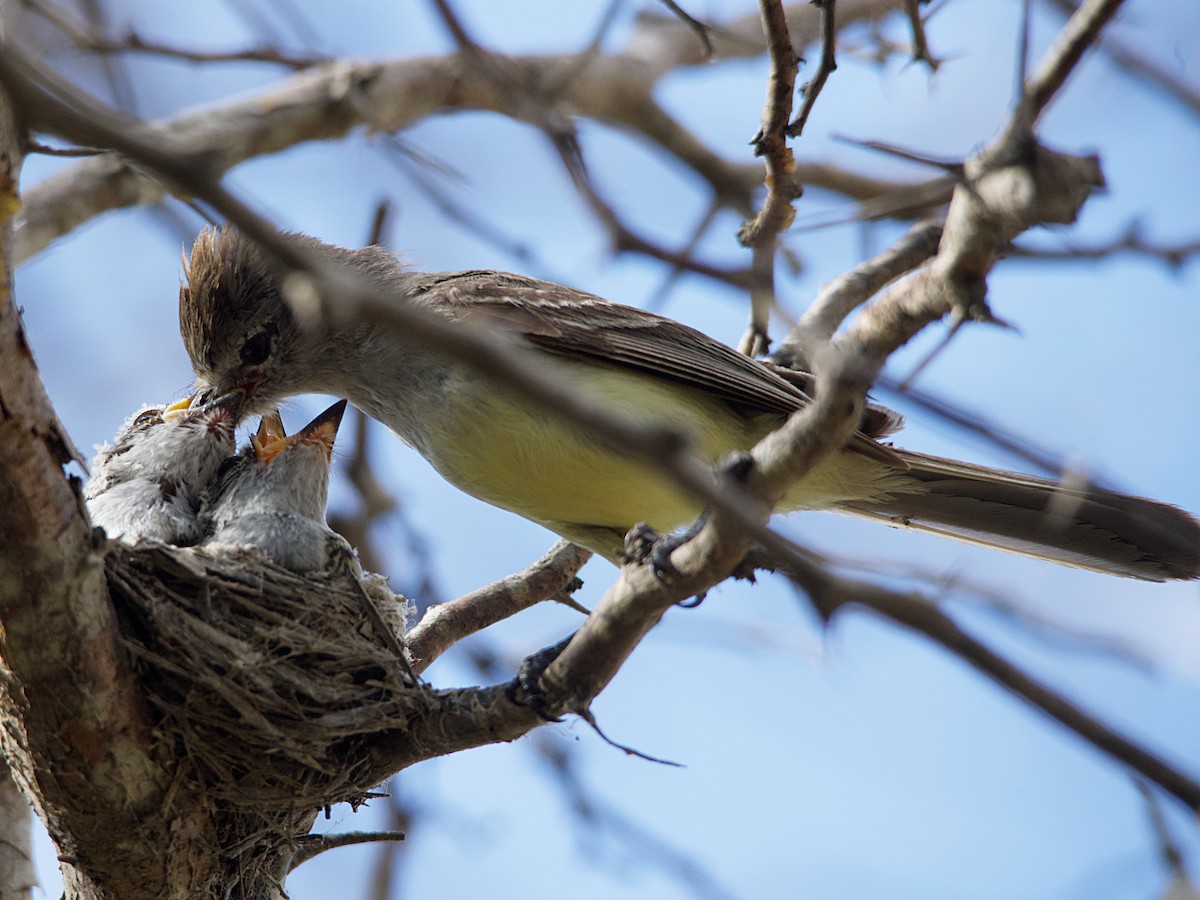 Northern Scrub-Flycatcher - ML609212855