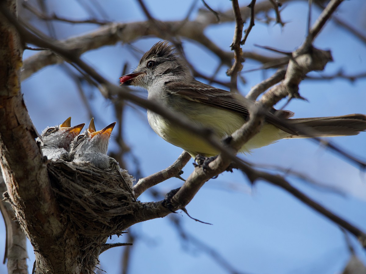 Northern Scrub-Flycatcher - ML609212856