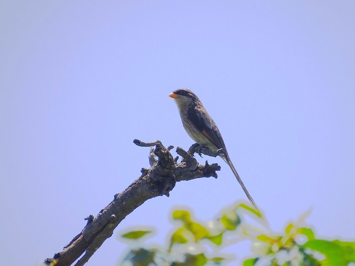 Yellow-billed Shrike - ML609212934