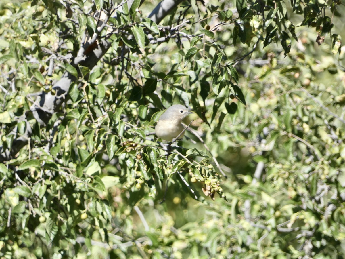 Lucy's Warbler - ML609212958