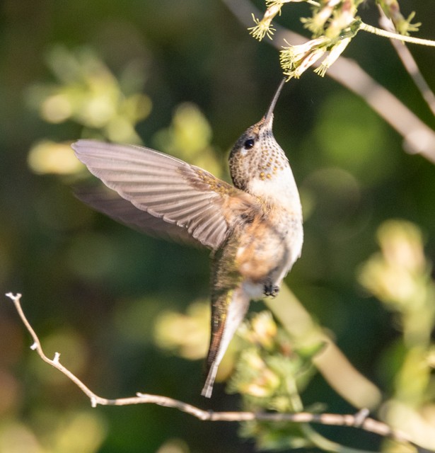 Broad-tailed Hummingbird - Sonya Keene