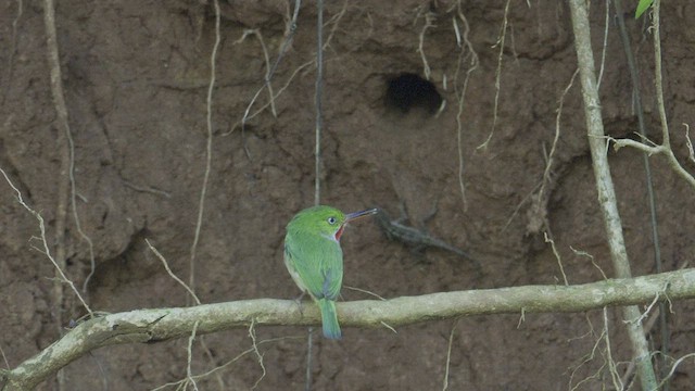 todi portorický - ML609213025