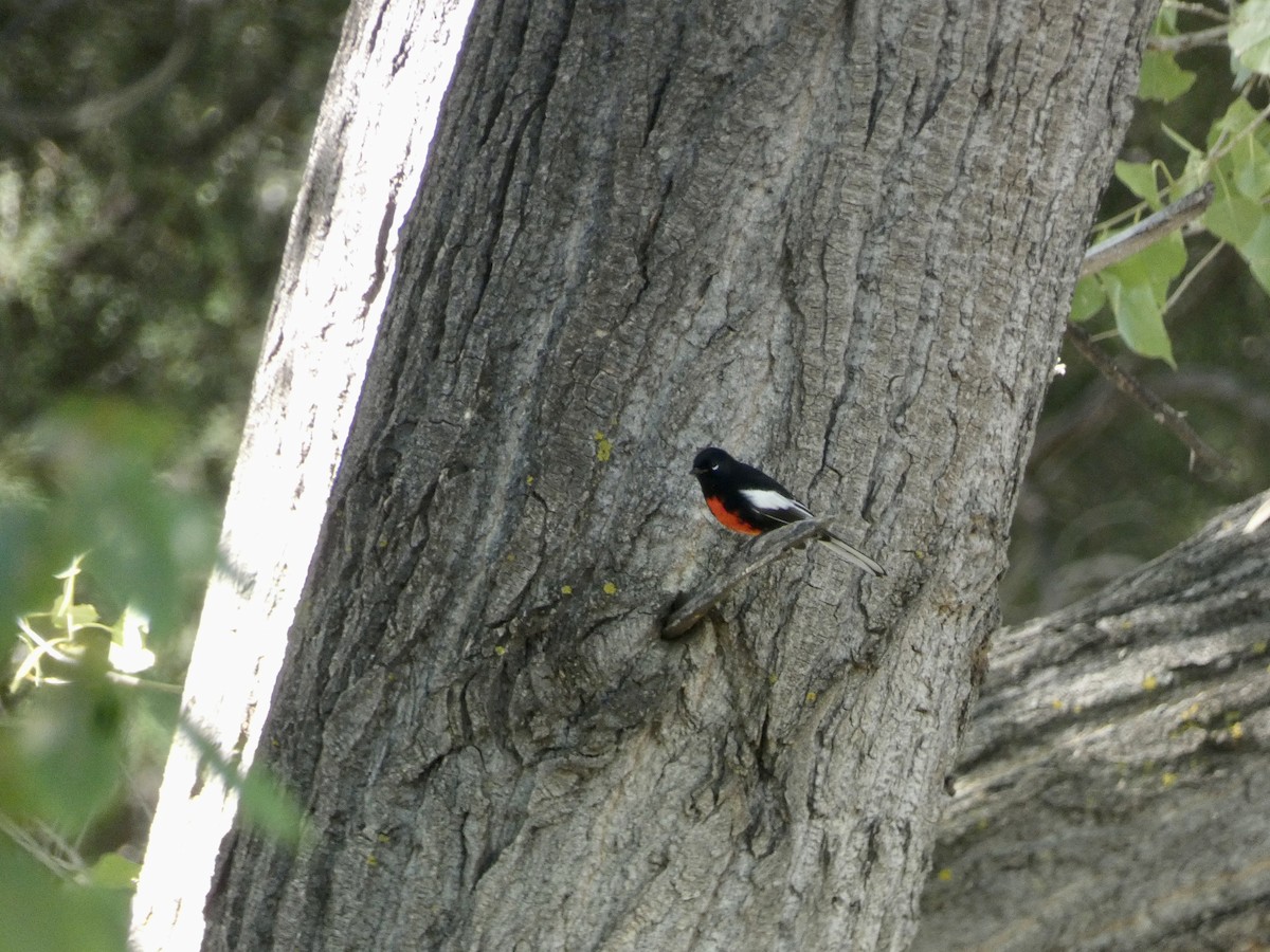 Painted Redstart - ML609213081