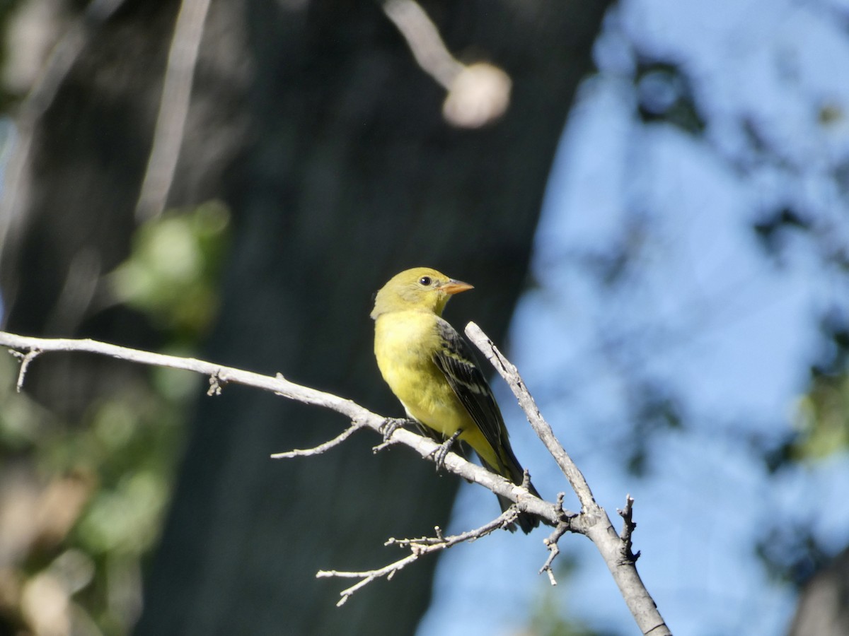 Western Tanager - ML609213094