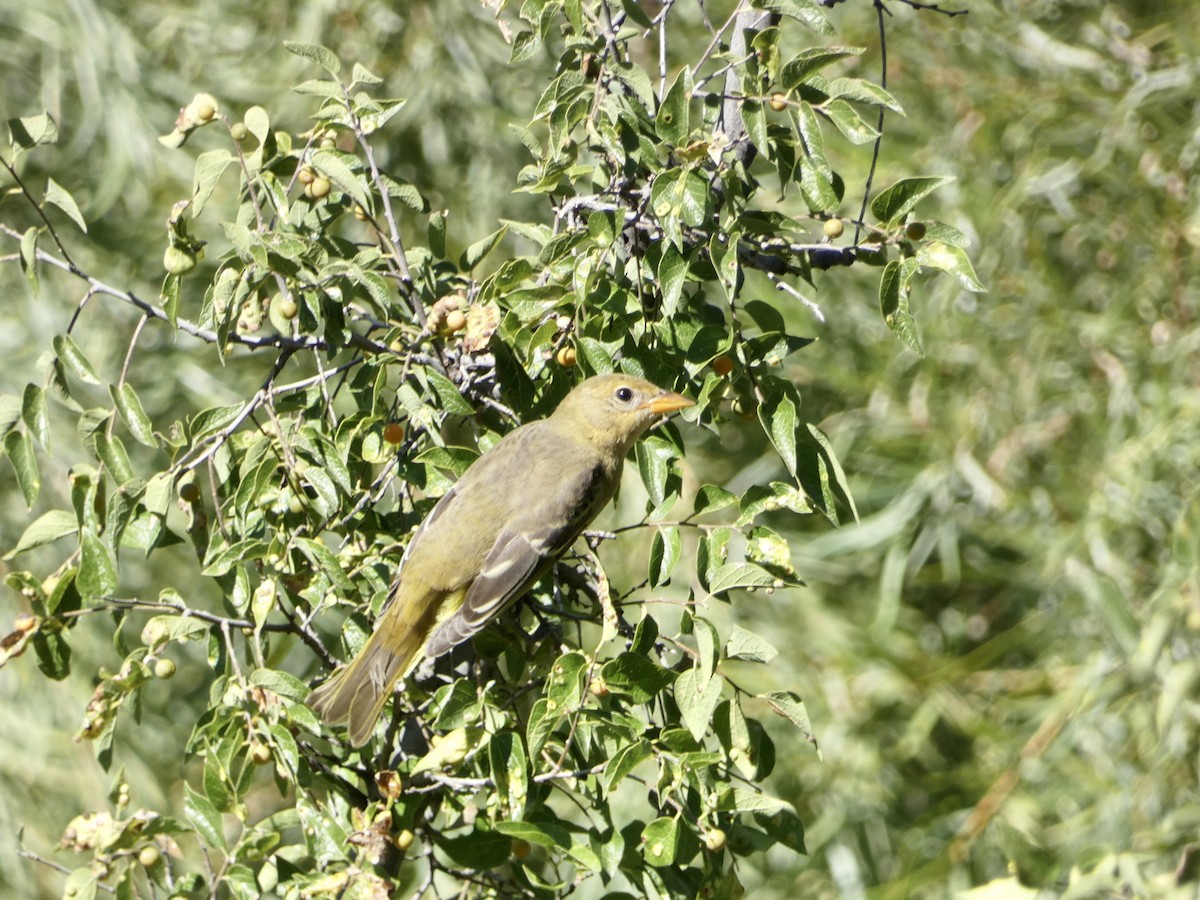 Western Tanager - ML609213095