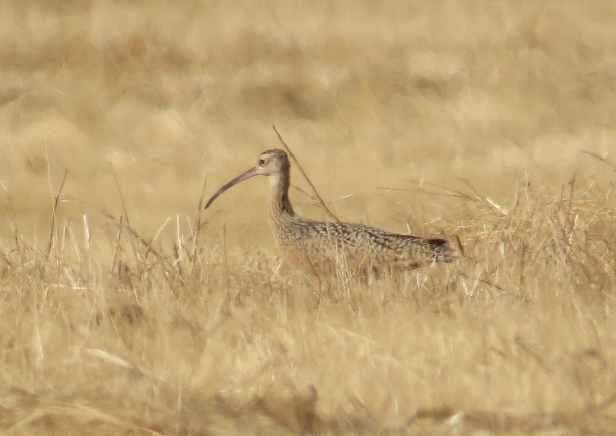 Long-billed Curlew - ML609213097