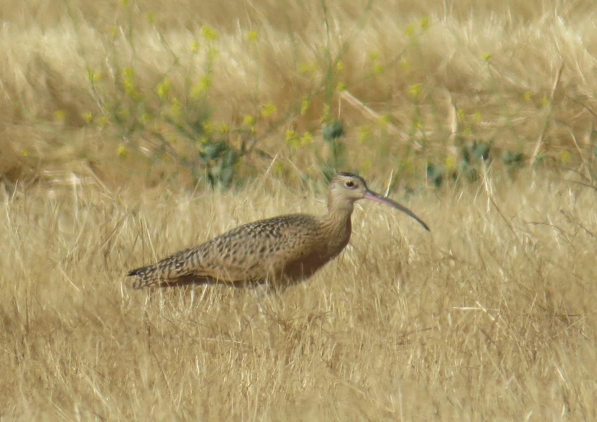 Long-billed Curlew - ML609213098