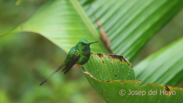 Colibrí de Raquetas Faldirrojo (annae) - ML609213145