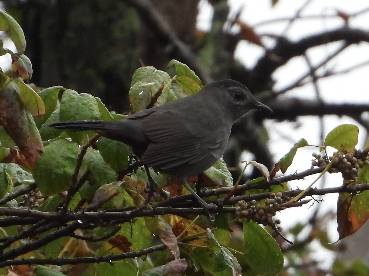 Gray Catbird - ML609213161