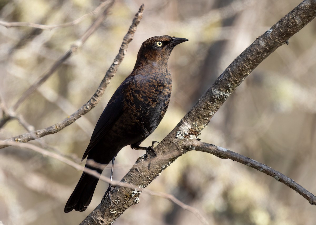 Rusty Blackbird - ML609213173