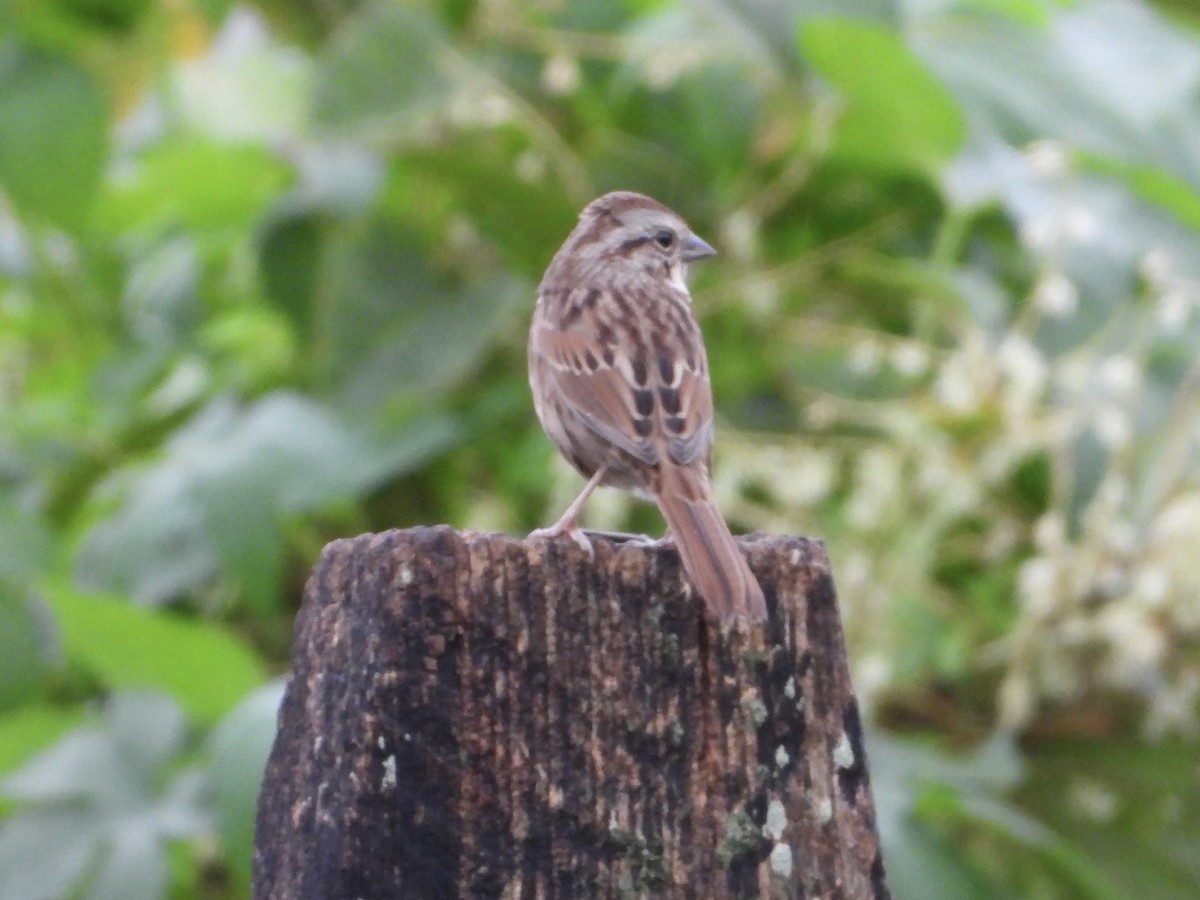 Song Sparrow - ML609213178