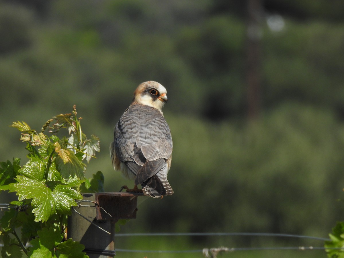 Red-footed Falcon - Aris Vouros
