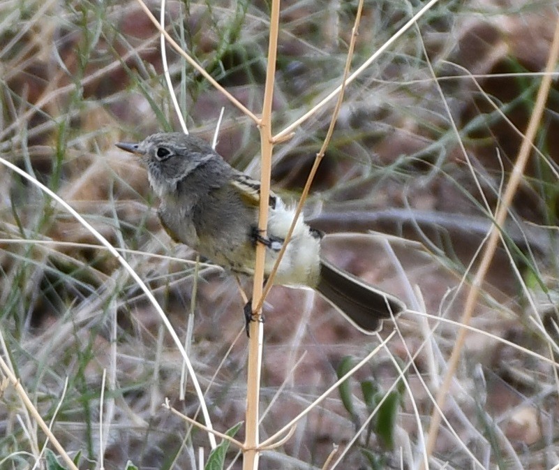 Hammond's Flycatcher - Timothy Freiday